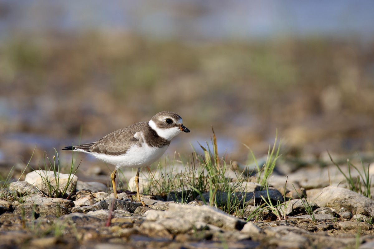 Semipalmated Plover - Jack Kew