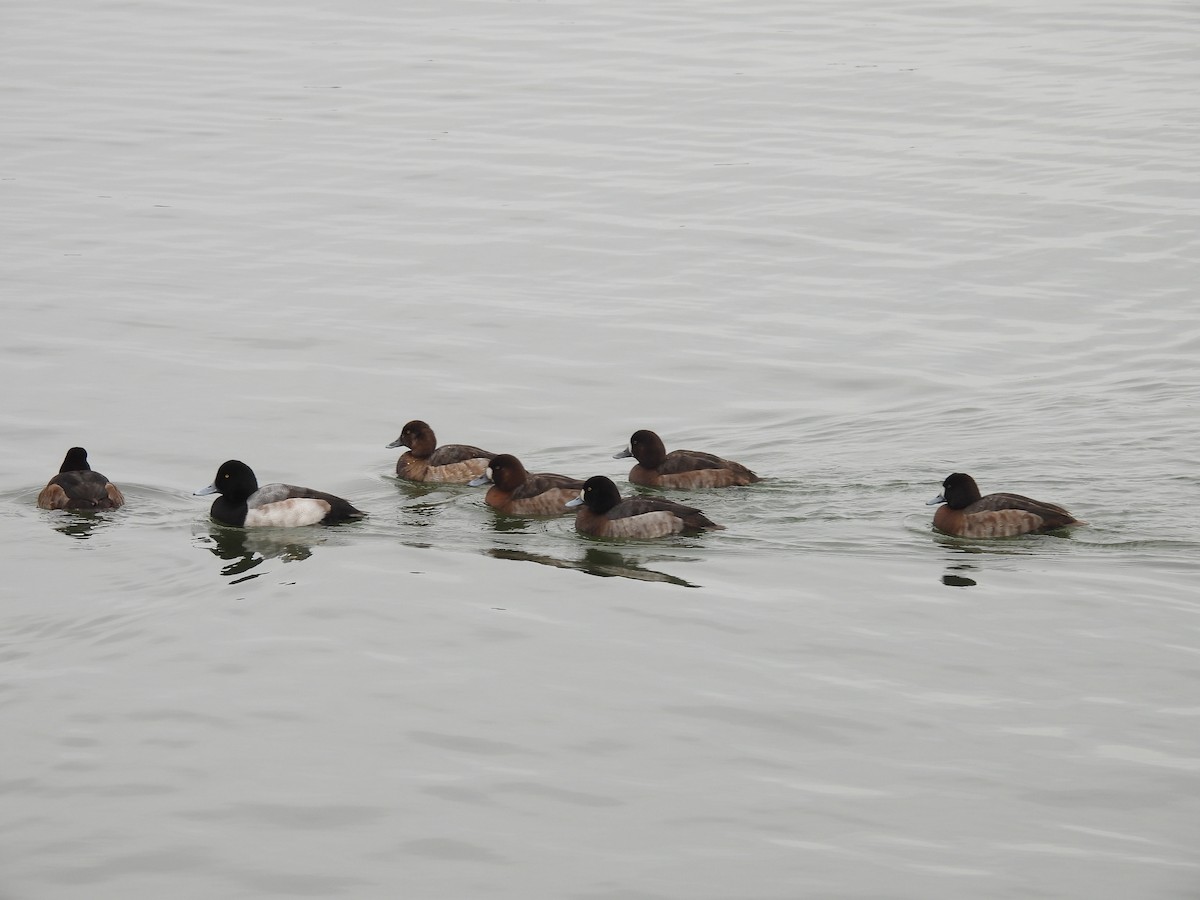 Greater Scaup - ML614239790