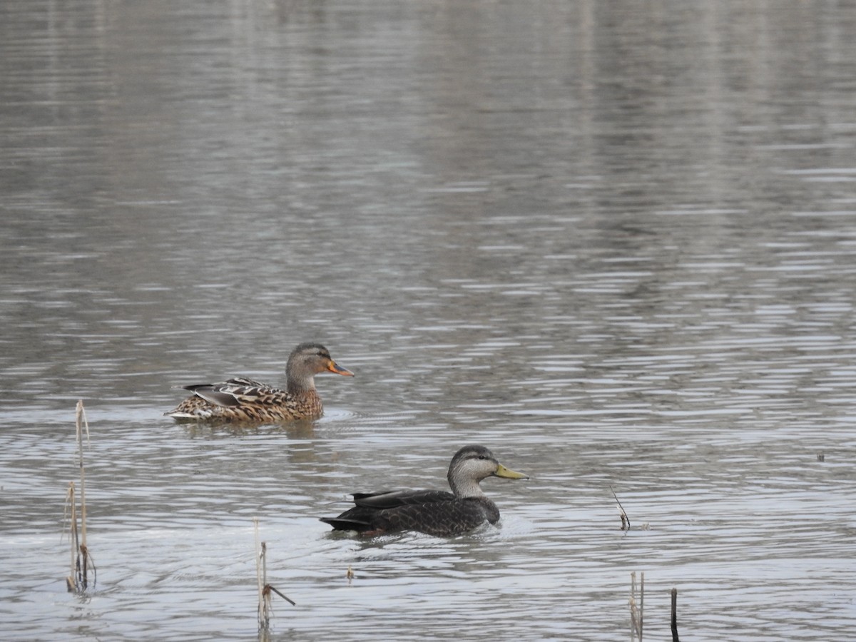 American Black Duck - ML614239831