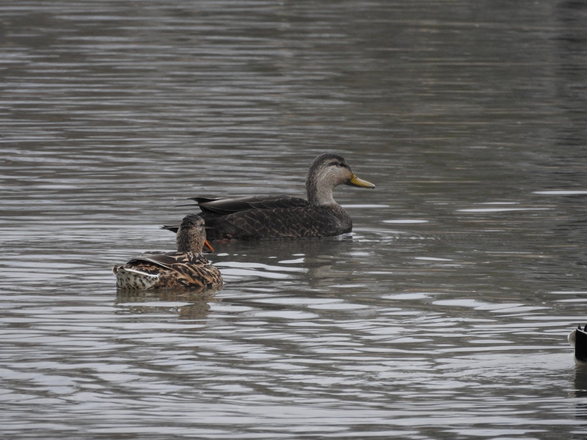 American Black Duck - ML614239832