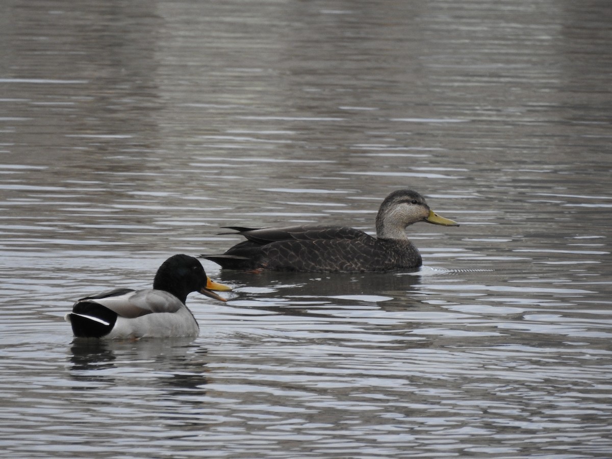 American Black Duck - ML614239834