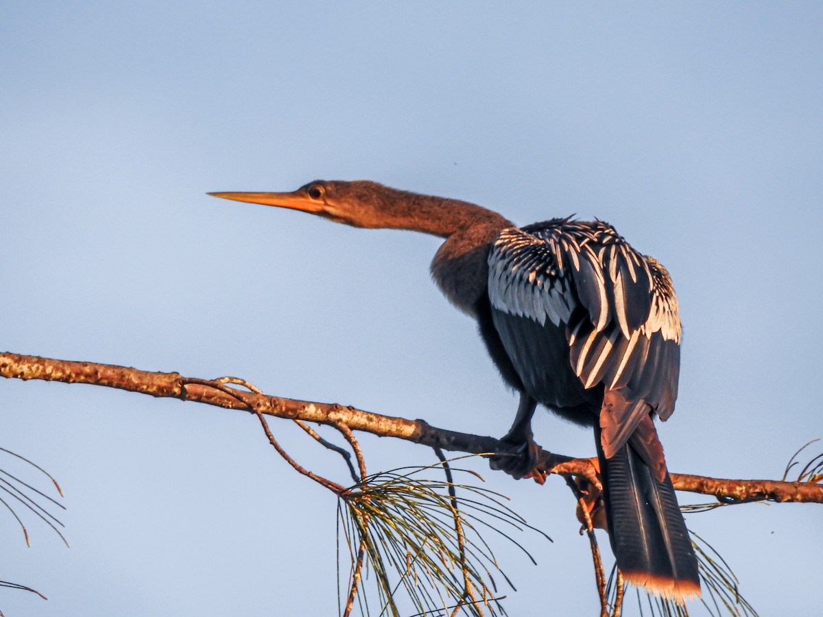 anhinga americká - ML614239844