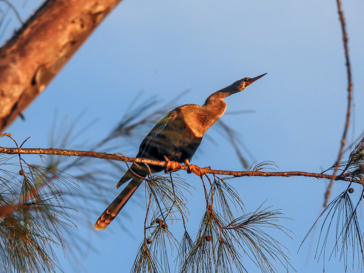 Anhinga Americana - ML614239847