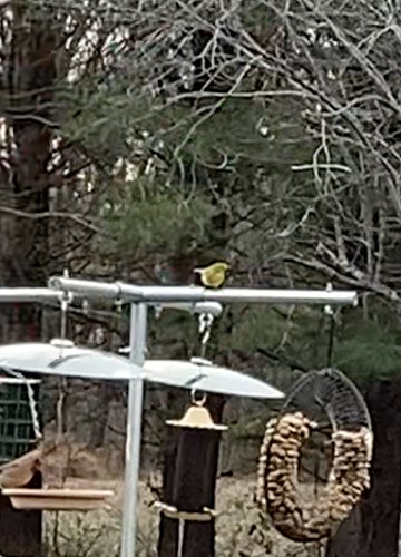 Pine Warbler - ML614239987