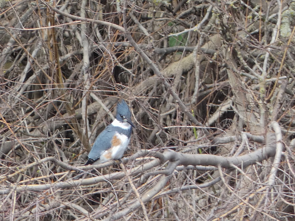 Belted Kingfisher - ML614240070