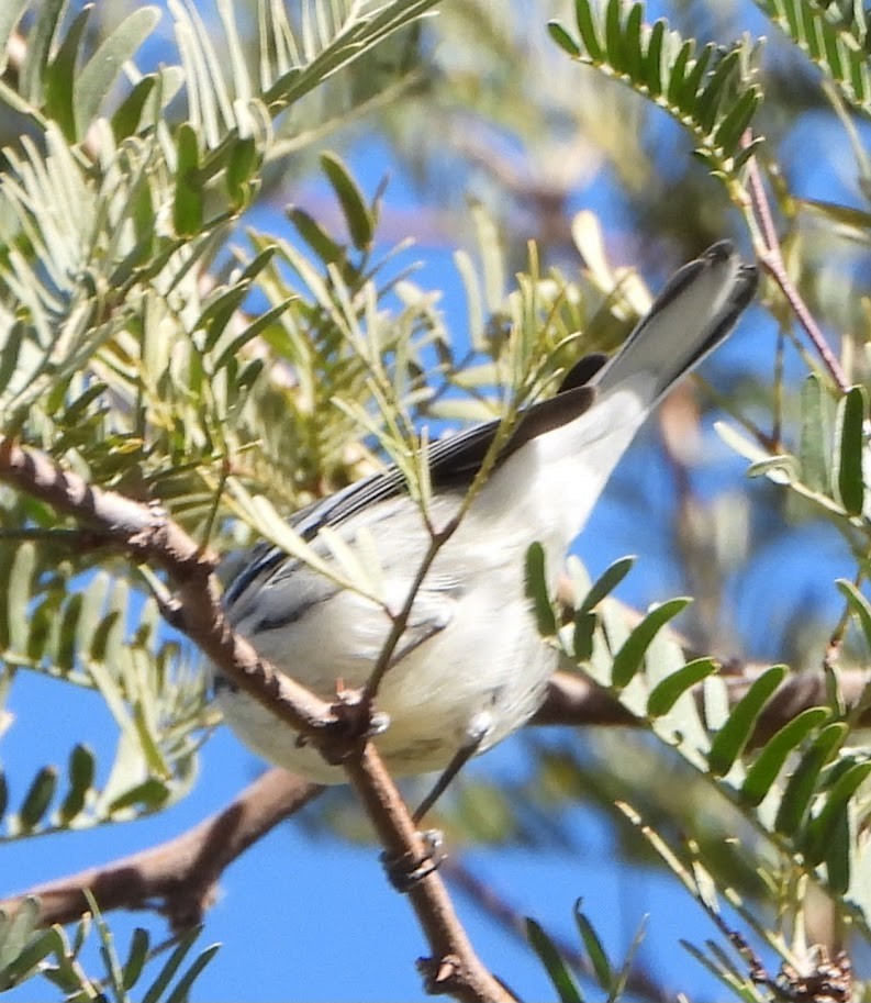 Black-throated Gray Warbler - ML614240097