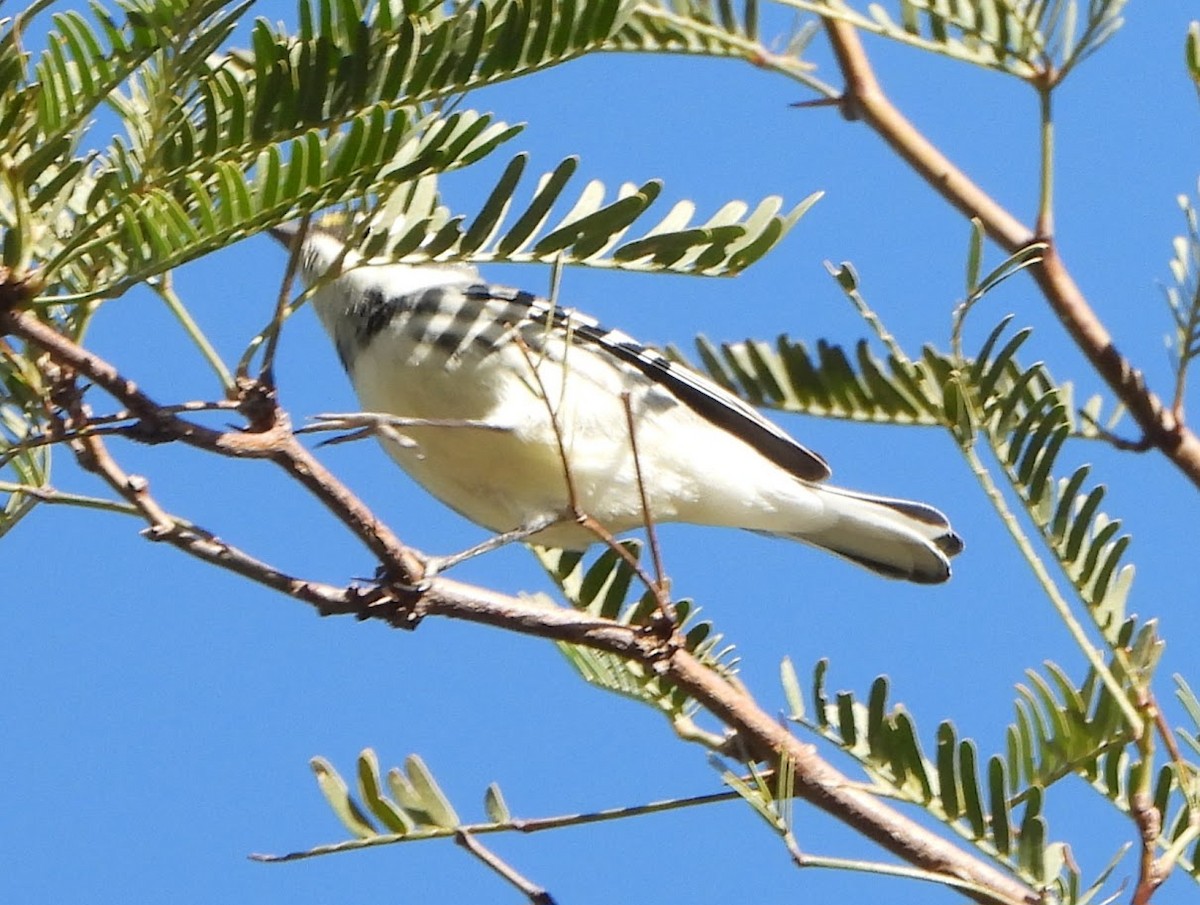 Black-throated Gray Warbler - ML614240102