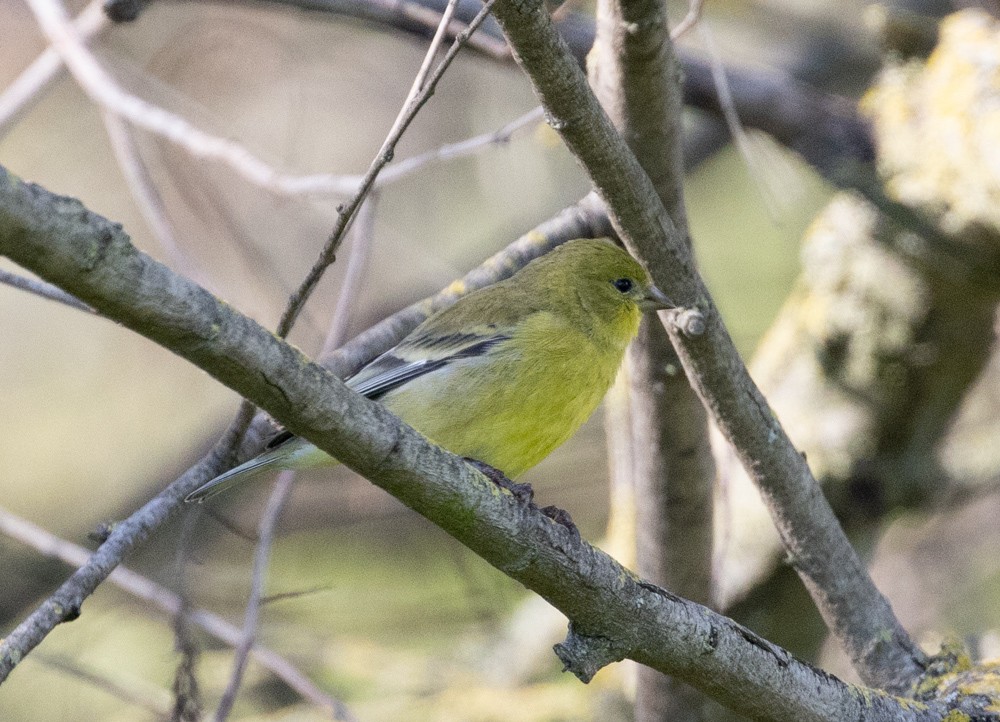 Lesser Goldfinch - ML614240190