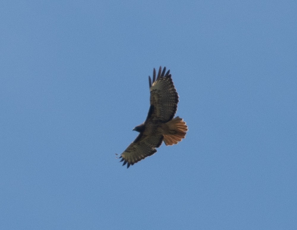 Red-tailed Hawk - ML614240210