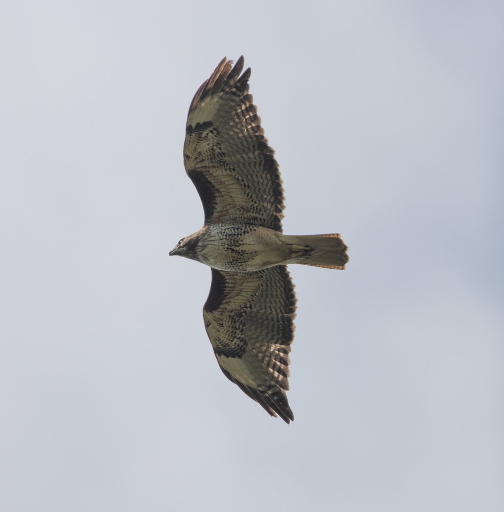 Red-tailed Hawk - ML614240247