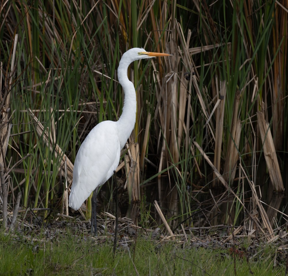 Great Egret - ML614240250