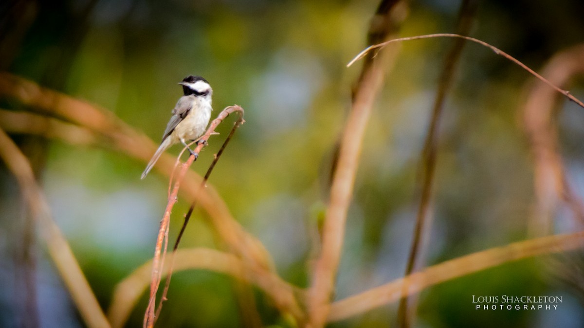 Carolina Chickadee - ML614240259