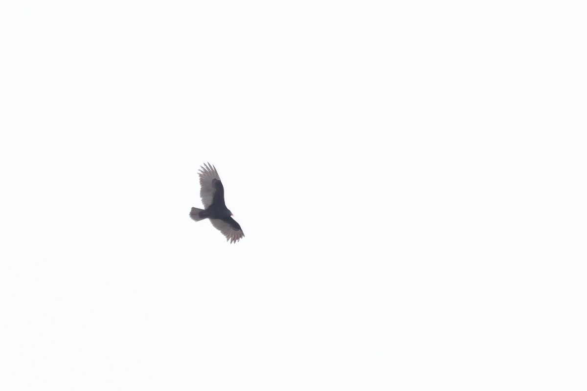 Turkey Vulture - ML614240267