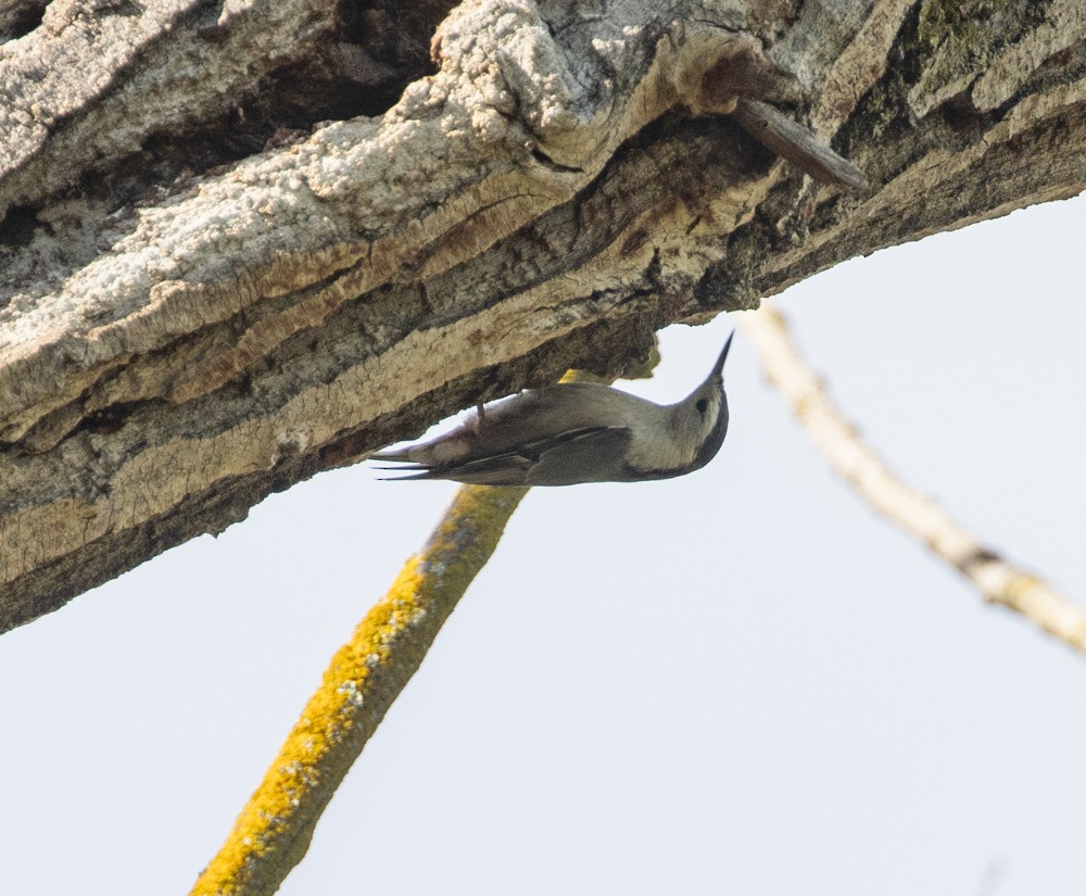 White-breasted Nuthatch - ML614240270