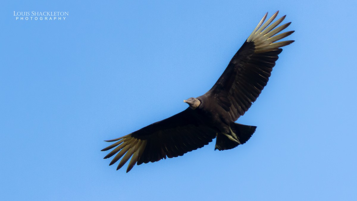 Black Vulture - ML614240273