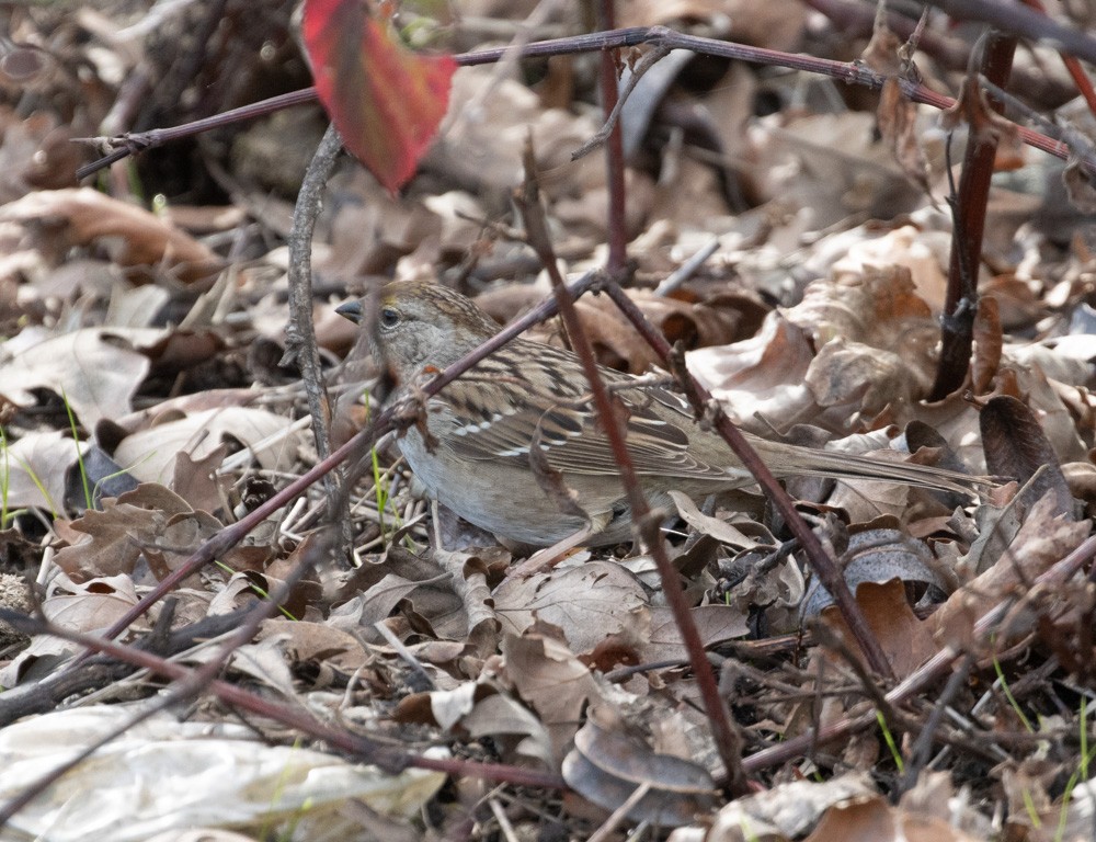 Bruant à couronne dorée - ML614240279