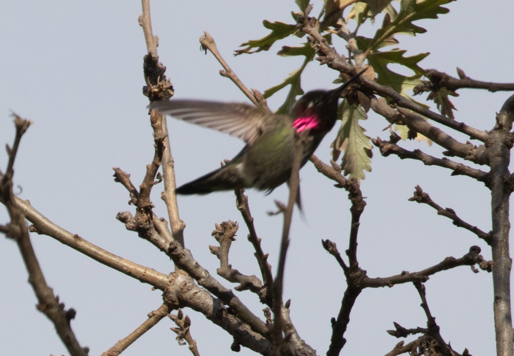 Anna's Hummingbird - Lindy Fung