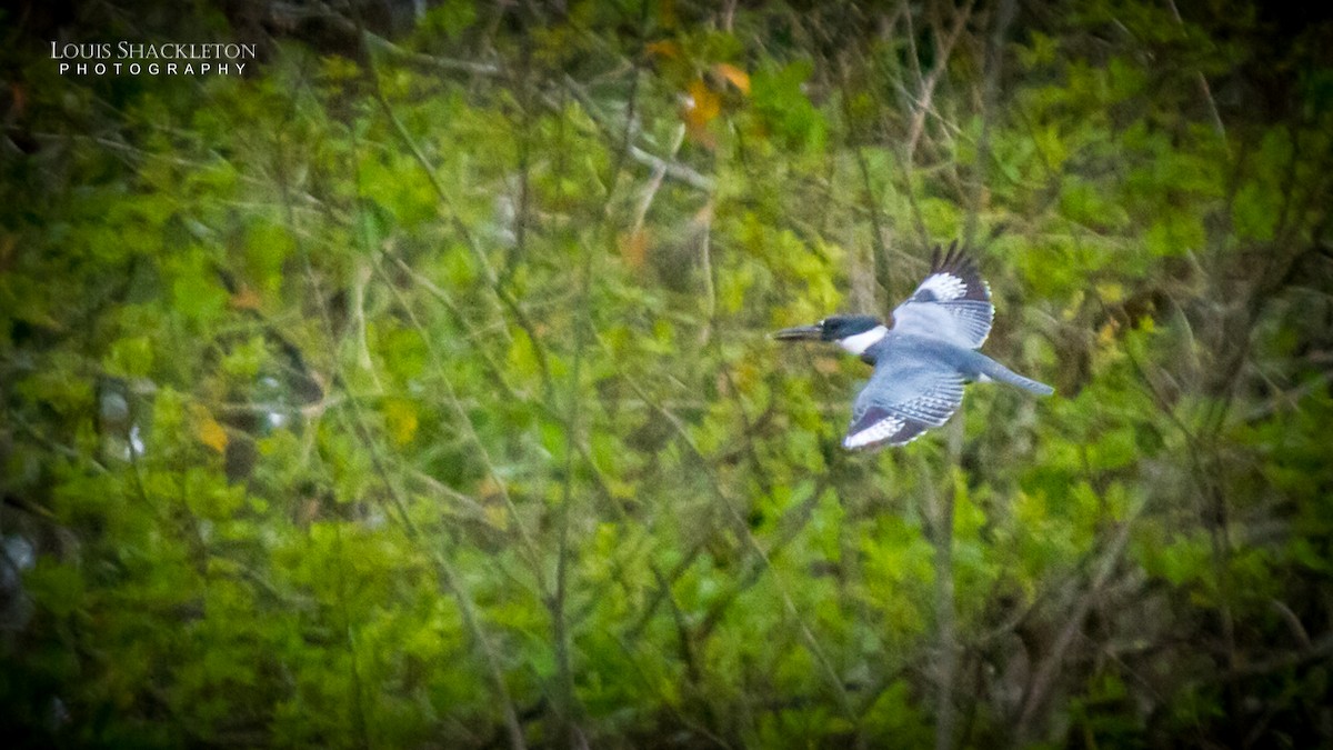 Belted Kingfisher - ML614240322