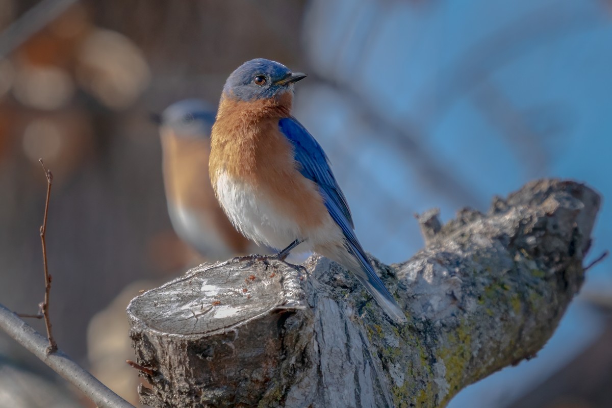 Eastern Bluebird - Rick Wilhoit