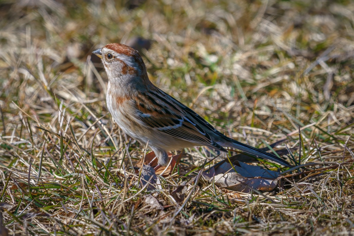 American Tree Sparrow - ML614240331