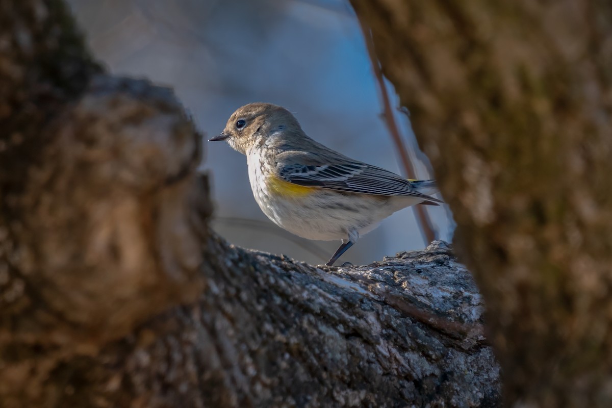 Yellow-rumped Warbler - ML614240339