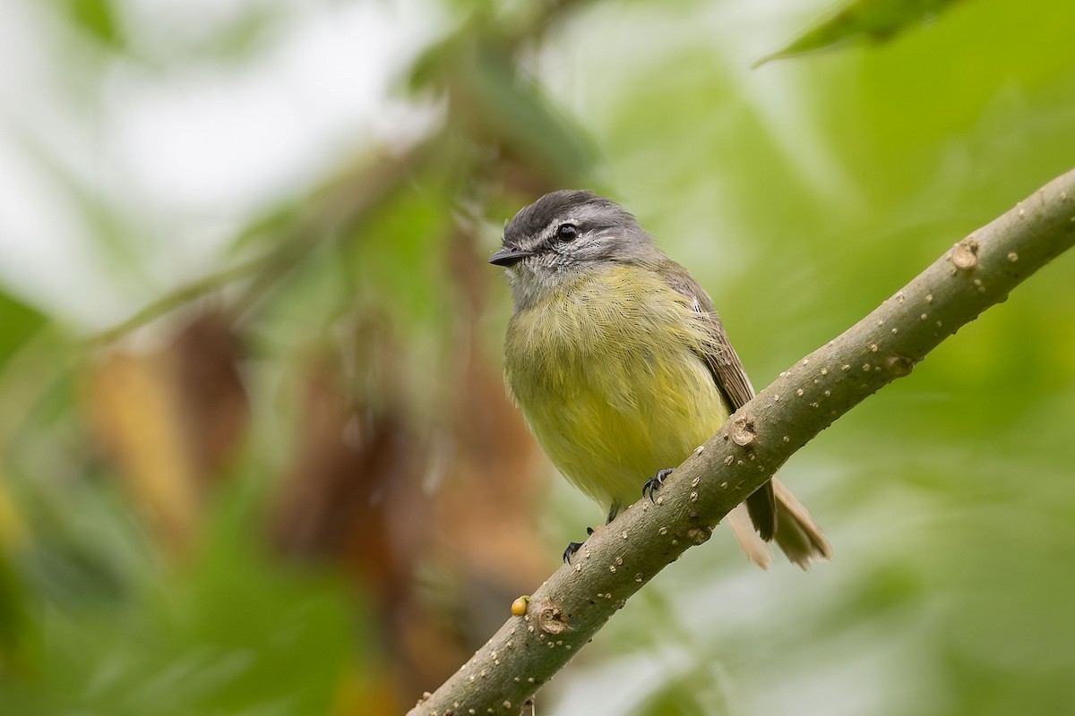 Sooty-headed Tyrannulet - ML614240366