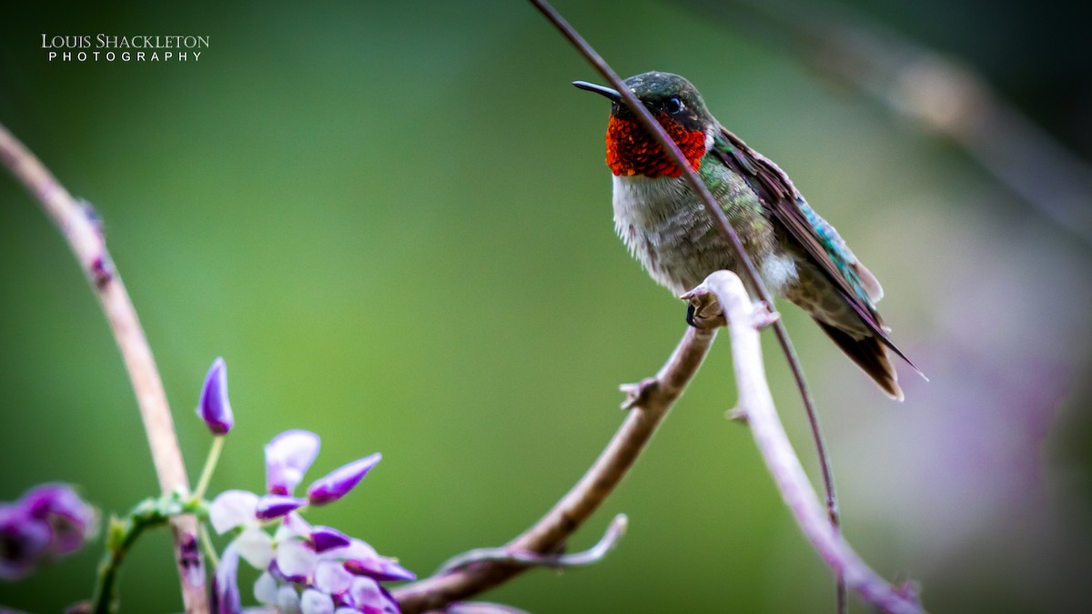 Ruby-throated Hummingbird - ML614240387