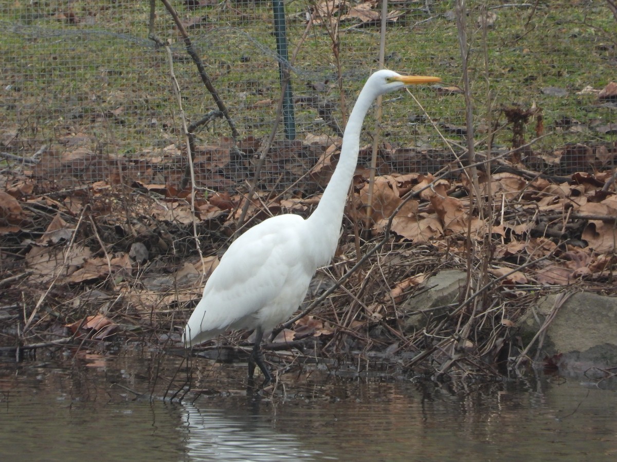 Great Egret - ML614240407