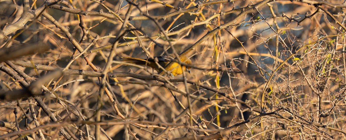 Oriole à dos rayé (groupe pustulatus) - ML614240526