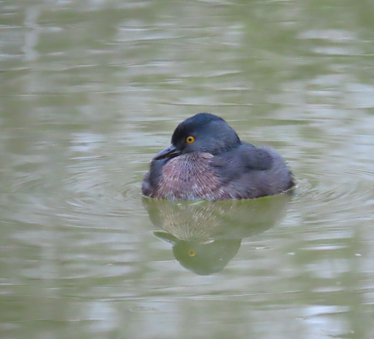 Least Grebe - ML614240655