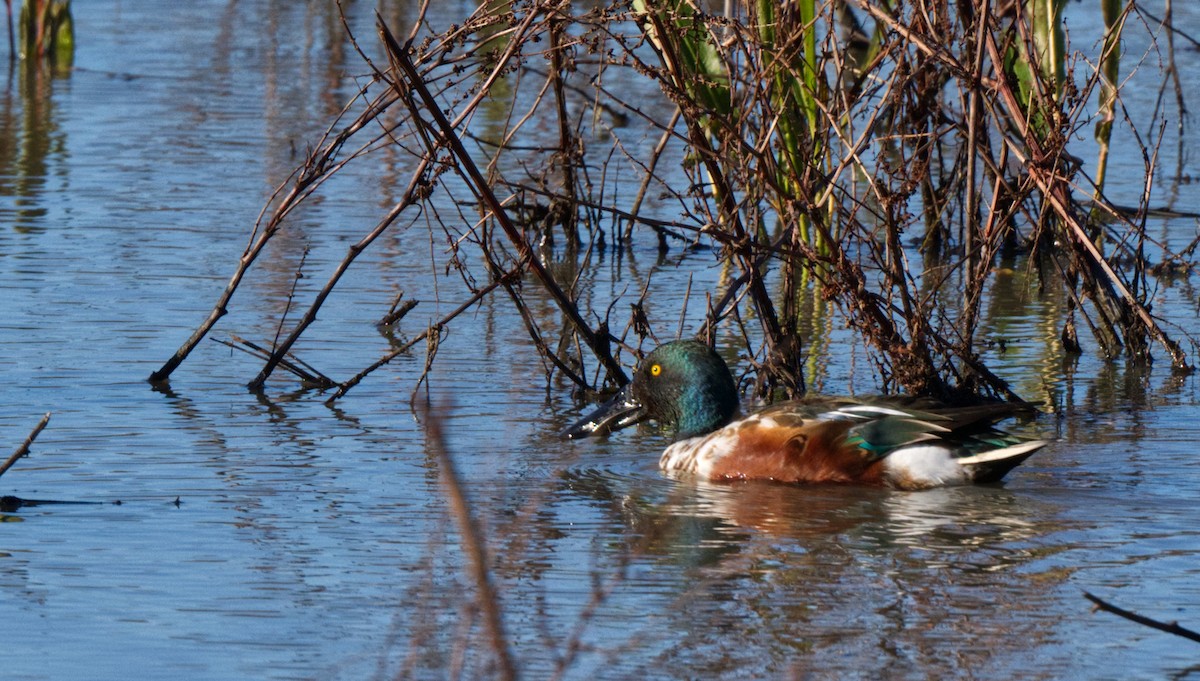 Northern Shoveler - ML614240657