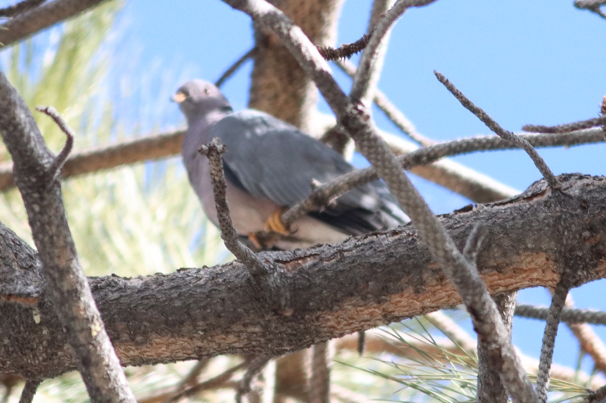 Band-tailed Pigeon - ML614240722