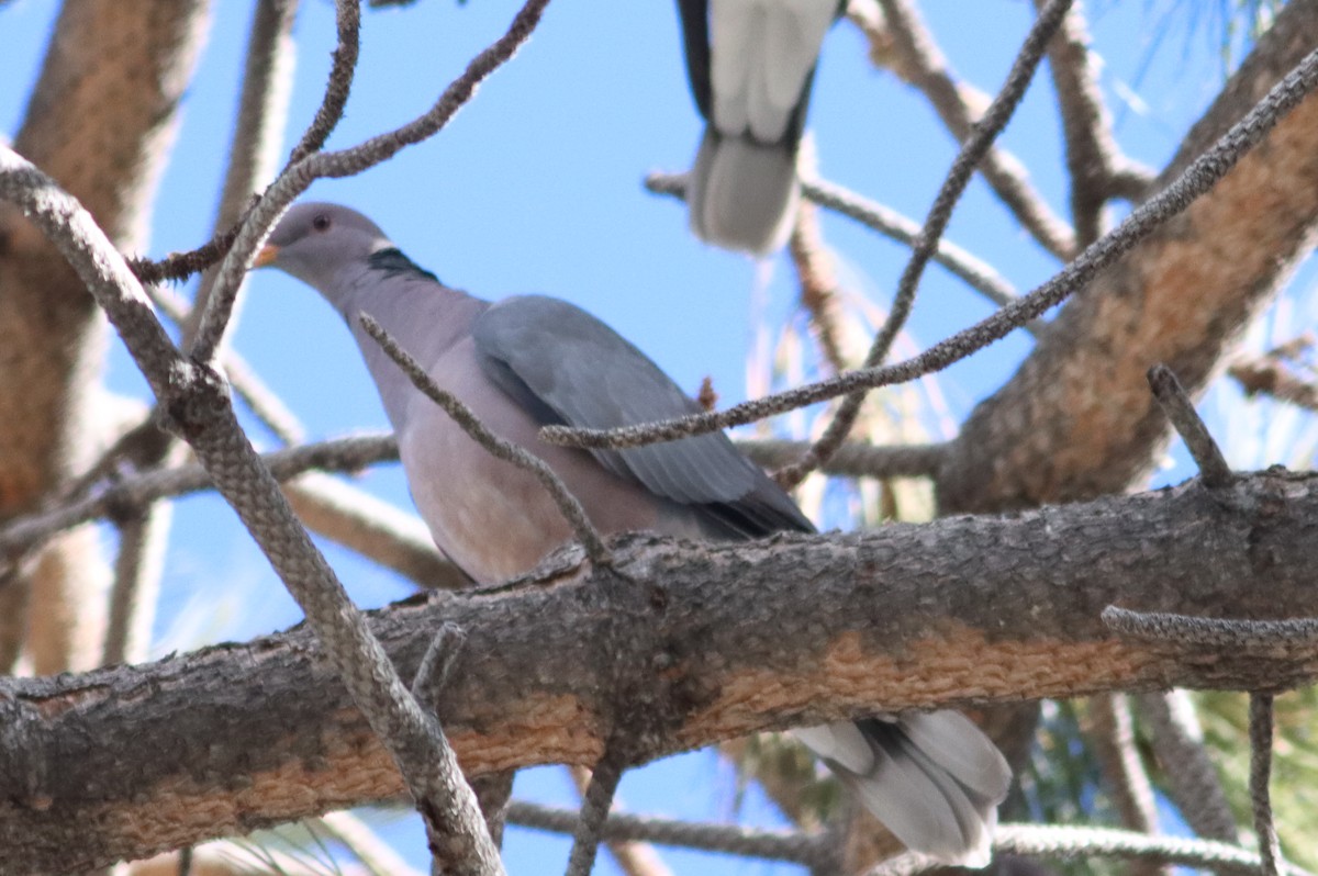 Band-tailed Pigeon - ML614240724