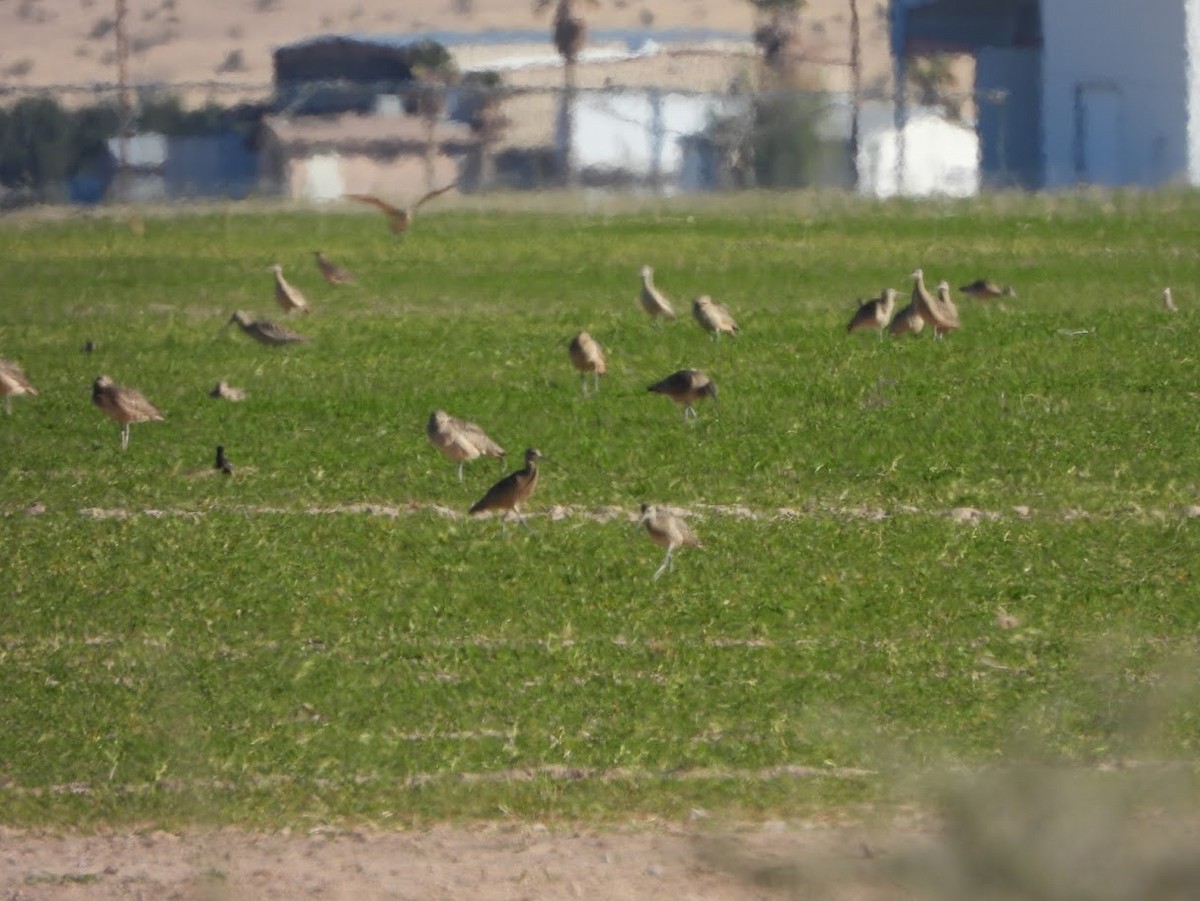 Long-billed Curlew - ML614240725