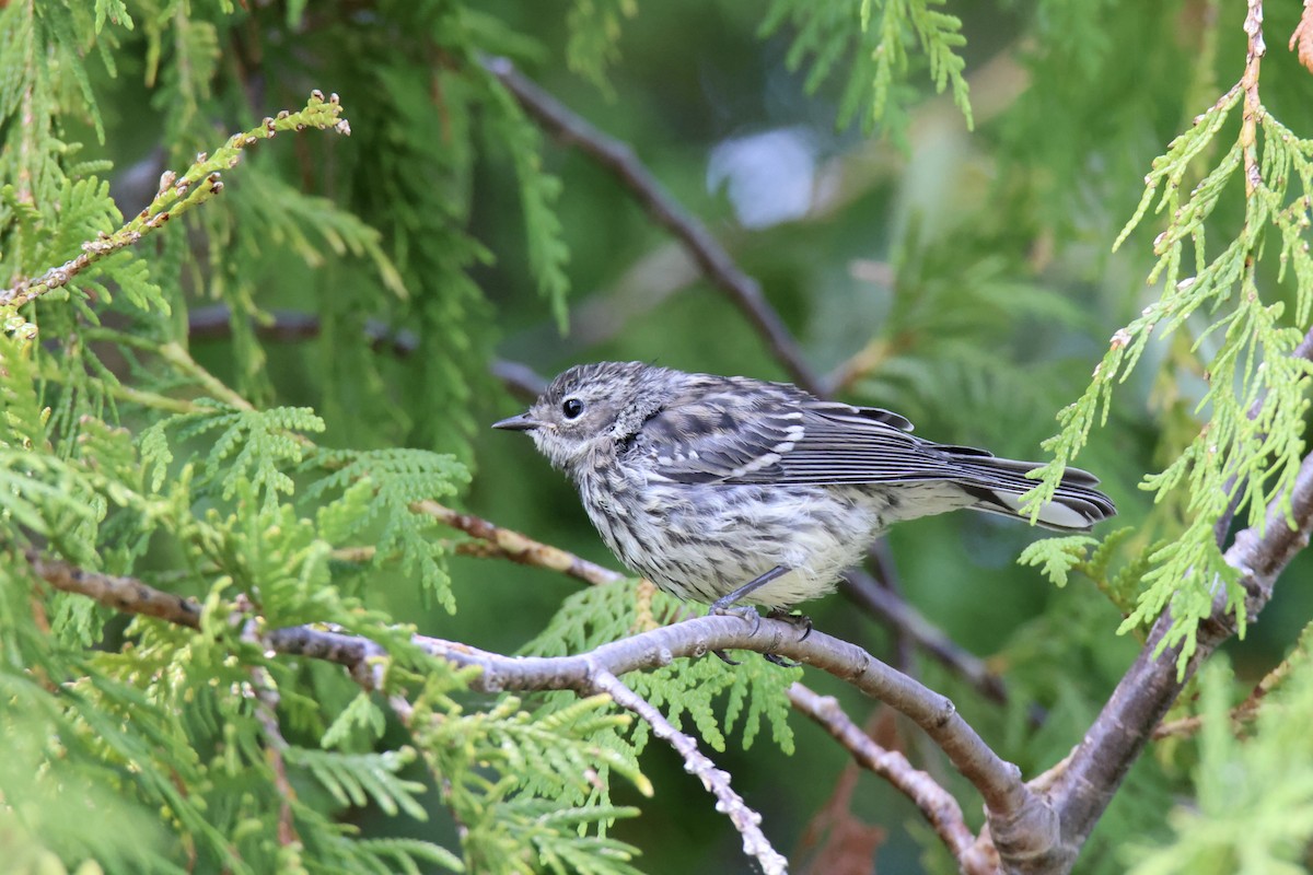 Yellow-rumped Warbler - Jack Kew