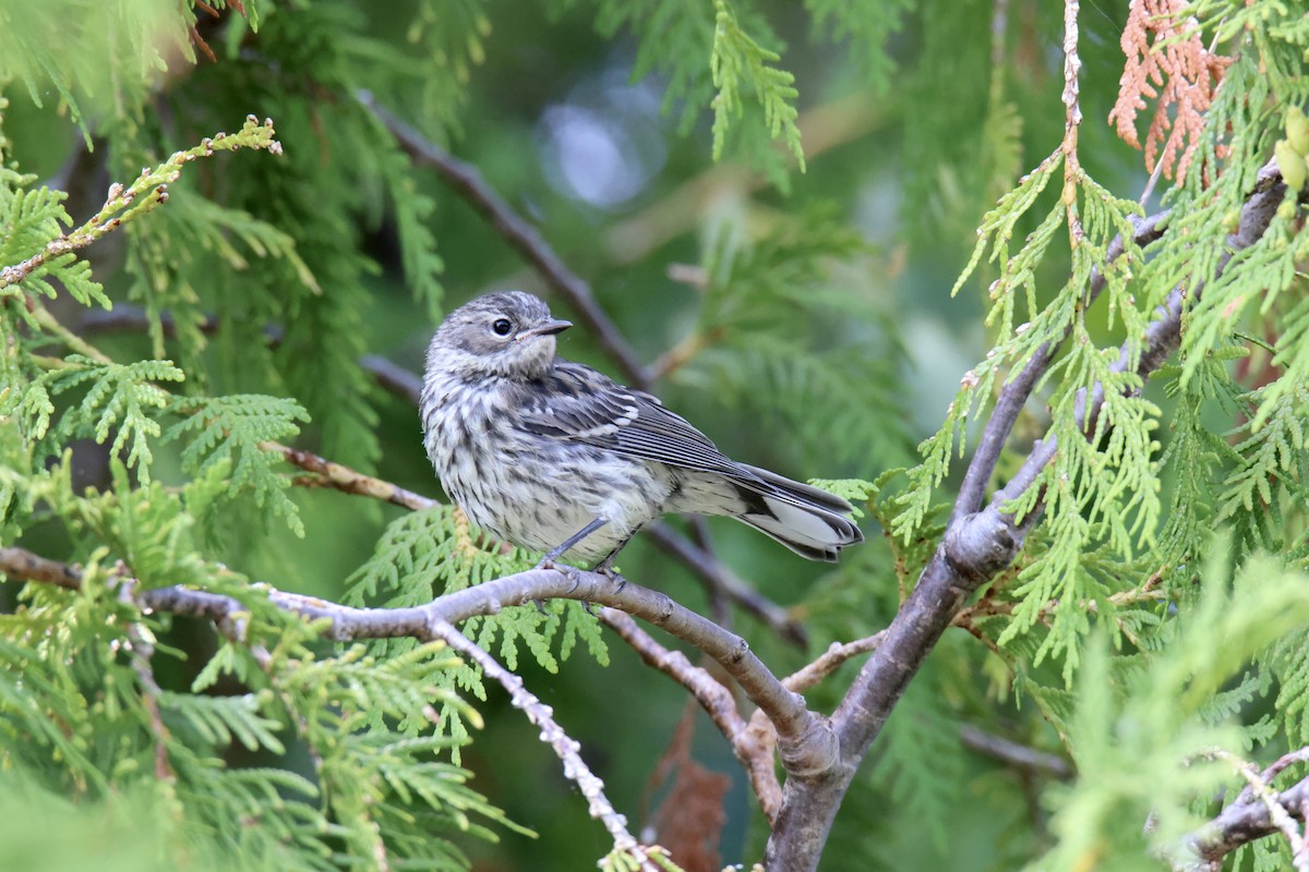 Yellow-rumped Warbler - Jack Kew