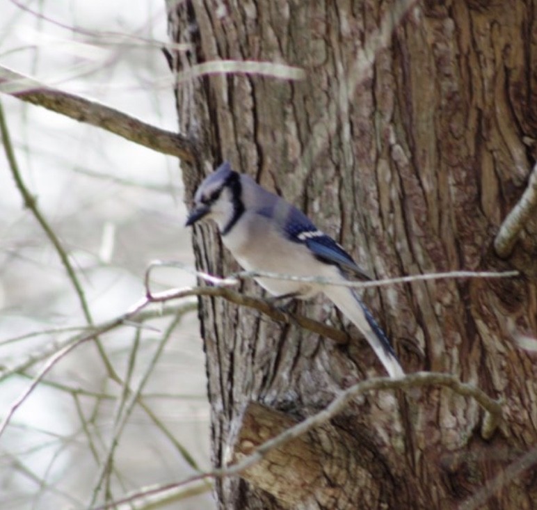 Blue Jay - ann nash