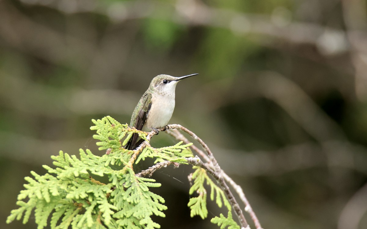 Ruby-throated Hummingbird - Jack Kew