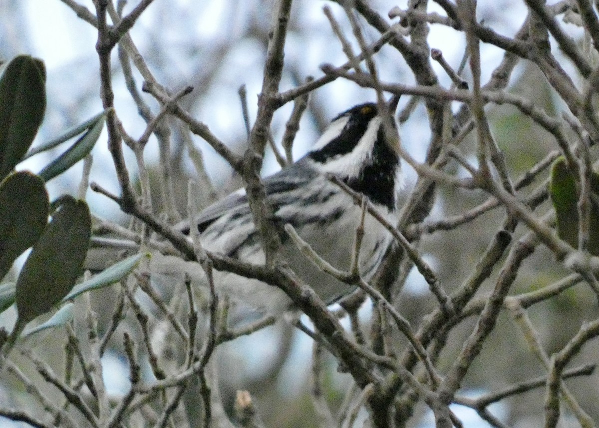 Black-throated Gray Warbler - ML614240781