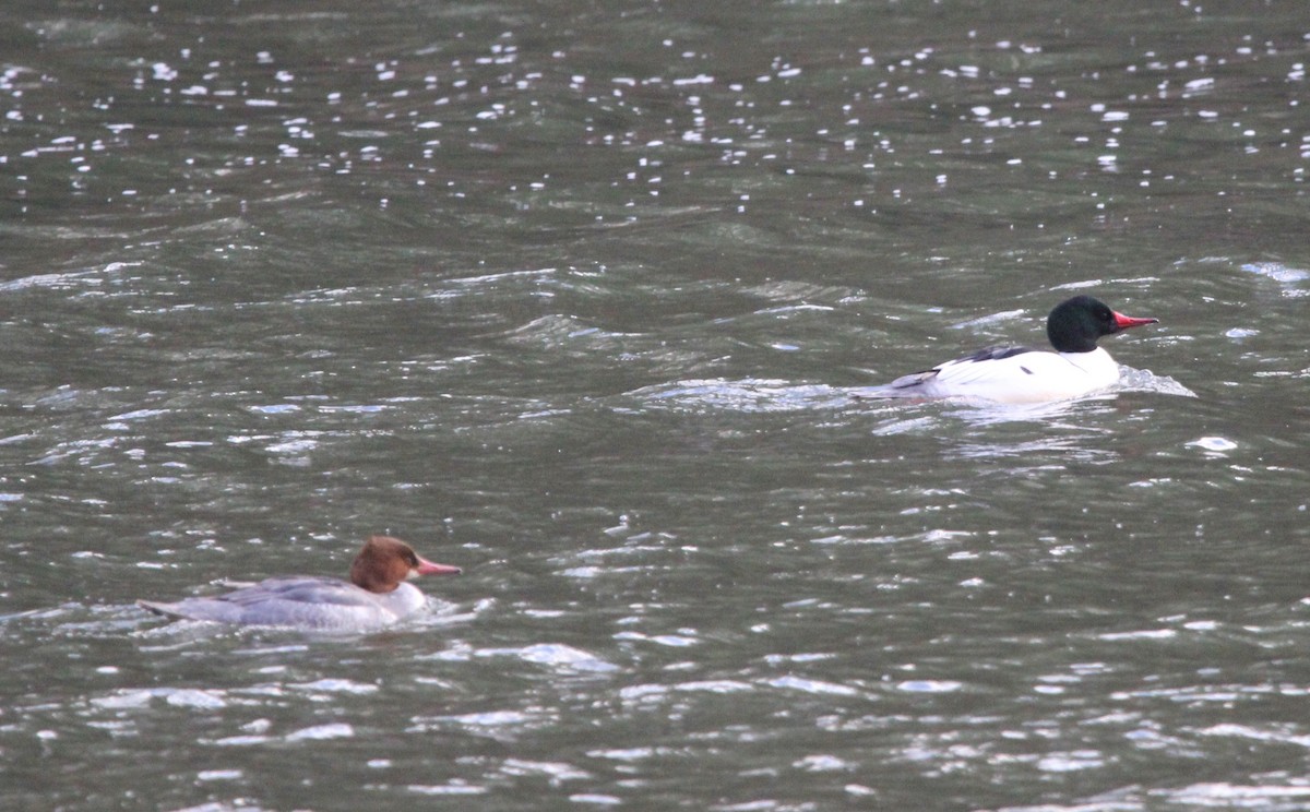 Common Merganser - ML614240796