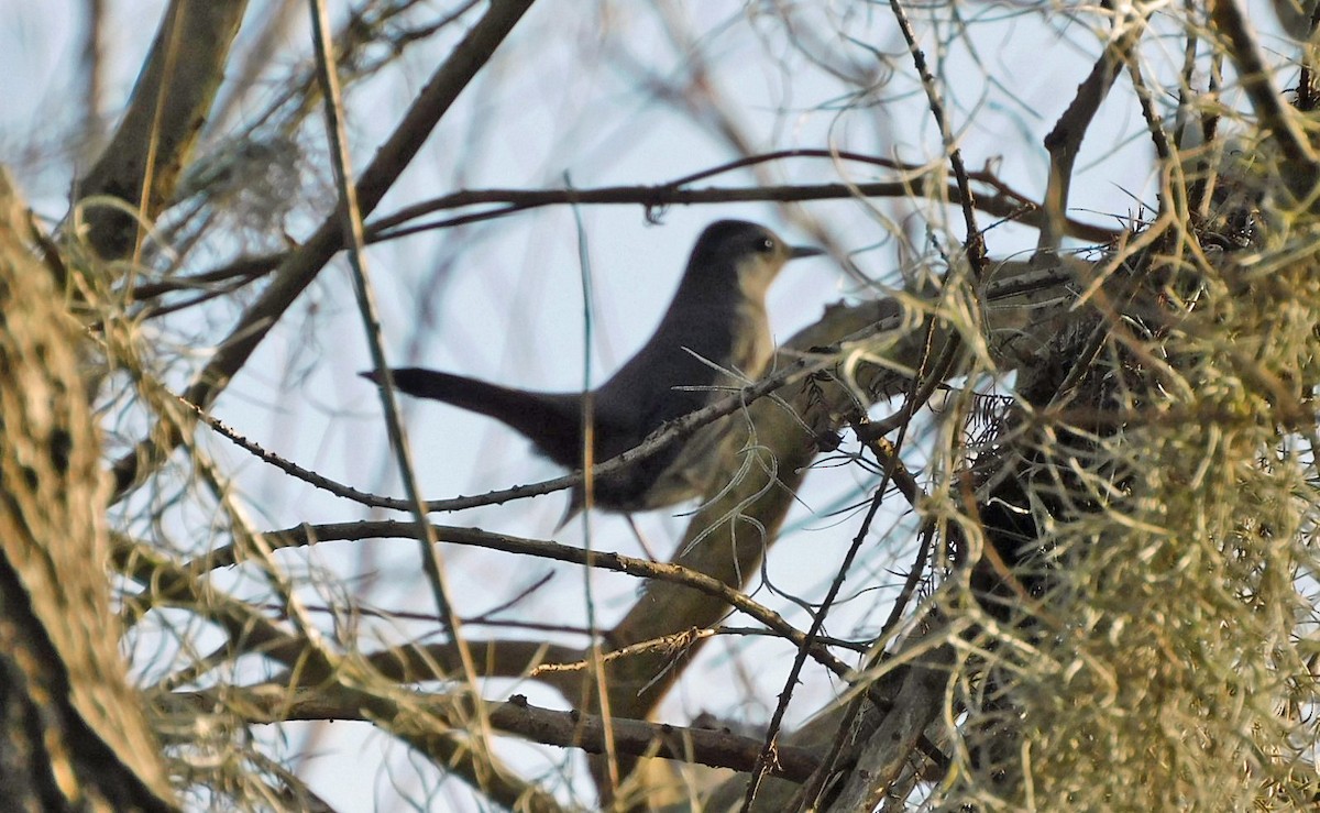 Gray Catbird - Kathy Rhodes