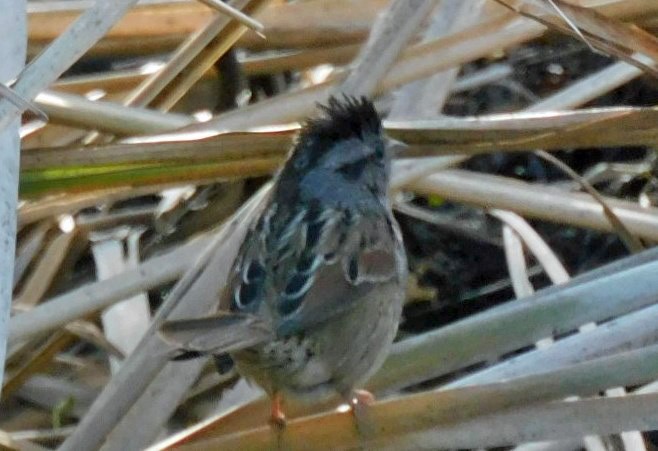 Swamp Sparrow - Kathy Rhodes