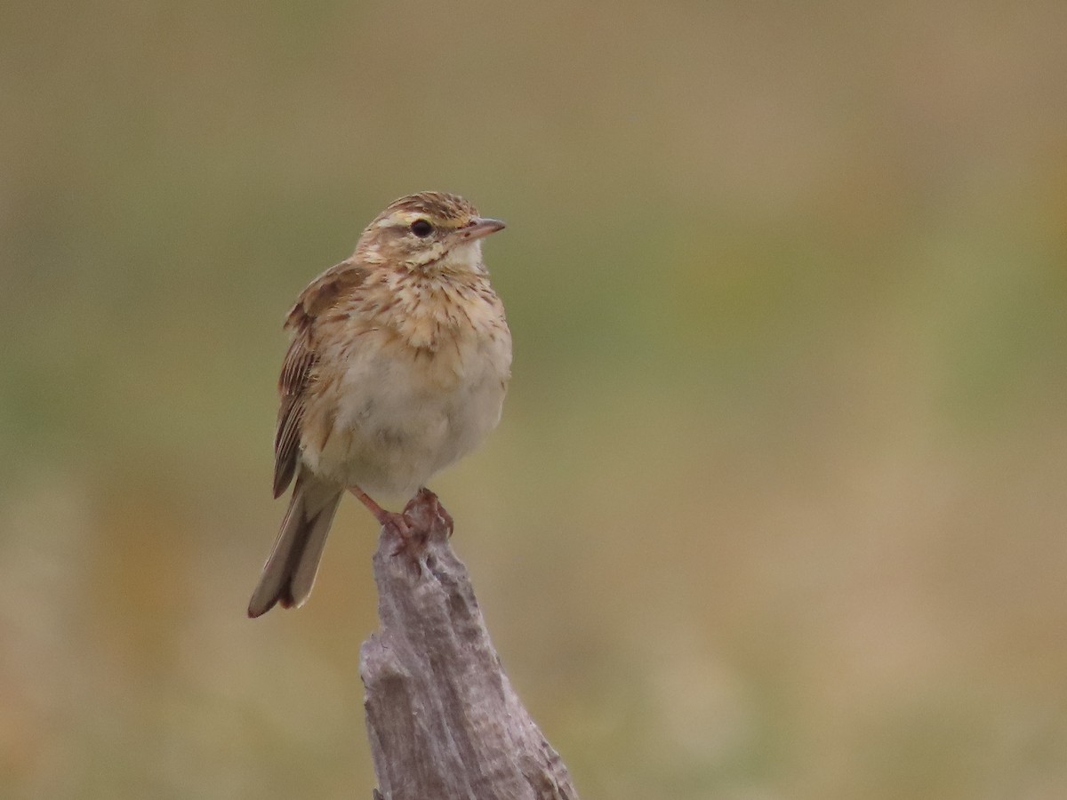 Australian Pipit - ML614240944