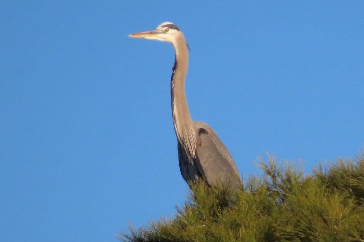 Great Blue Heron - ML614240978