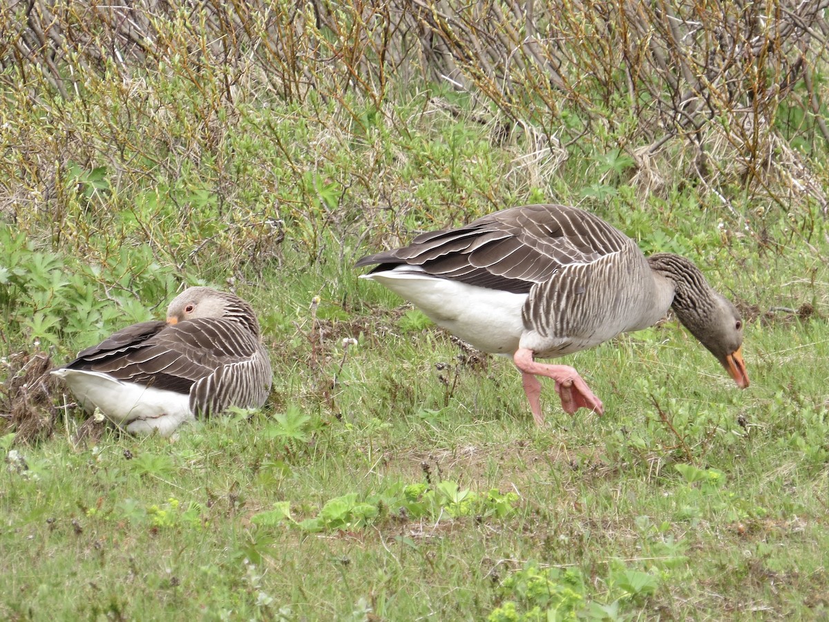 Graylag Goose (European) - Tim Carney