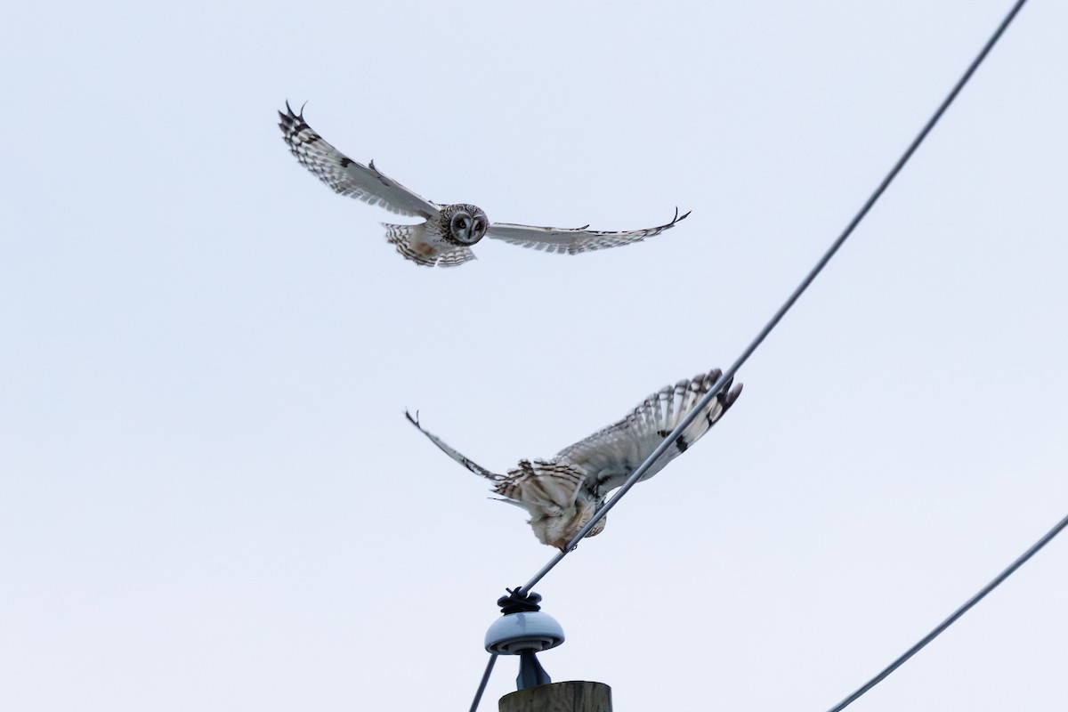 Short-eared Owl - ML614241015