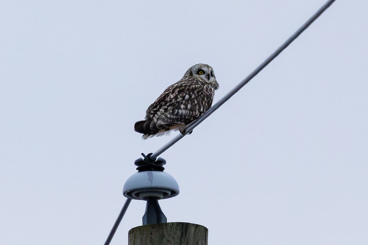 Short-eared Owl - ML614241017
