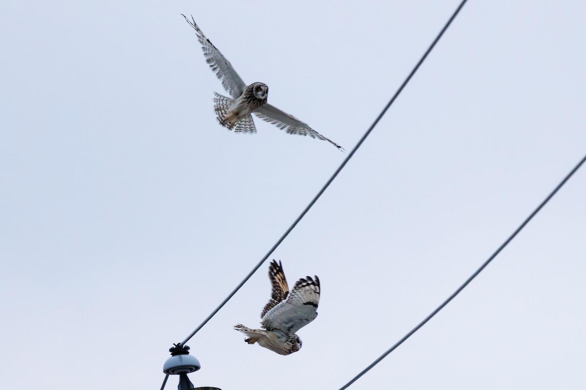 Short-eared Owl - ML614241018