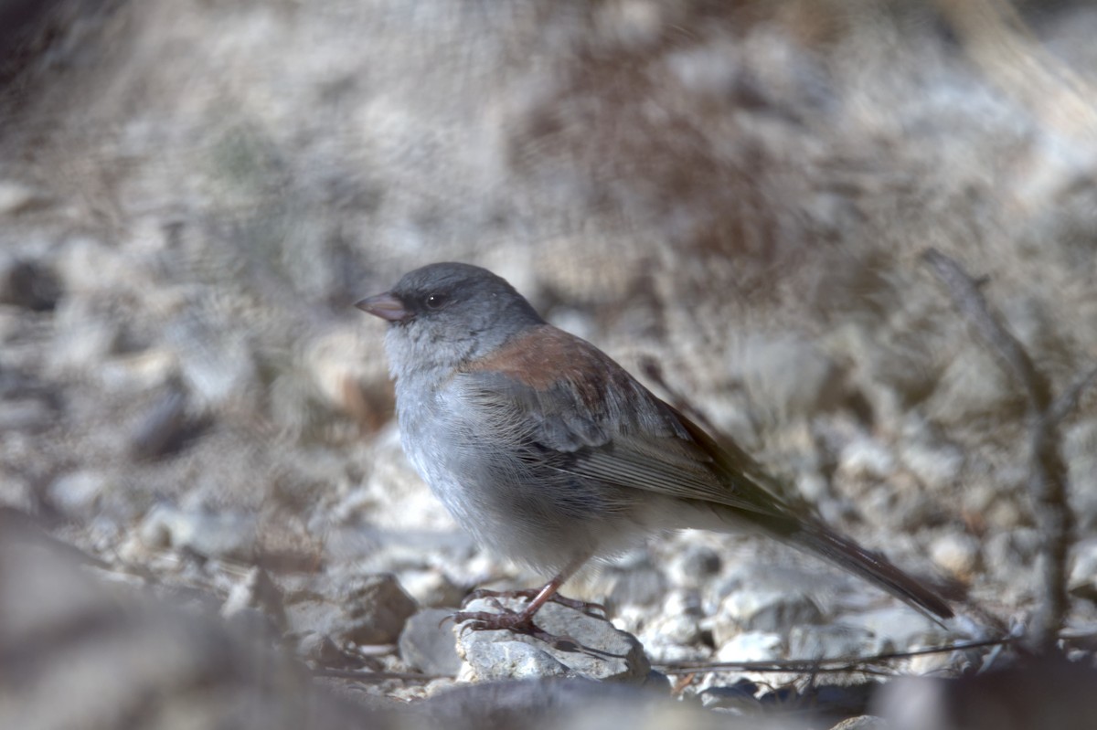 Dark-eyed Junco - Travis Vance