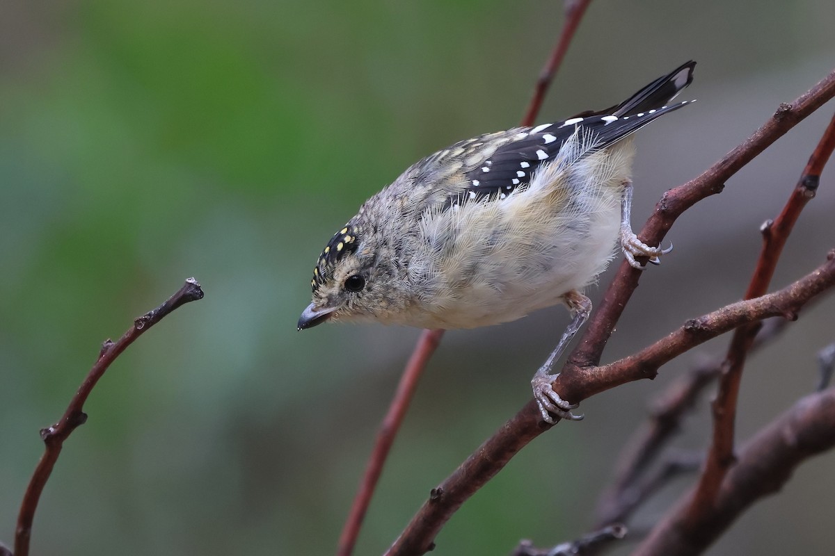 Spotted Pardalote - ML614241107